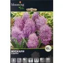 Мускари «Плюмозум», 8х9 см