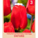 Тюльпан «Oxford» размер луковицы 10/11, 3 шт.
