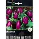 Тюльпан Беби Блю 12/+, 7 шт
