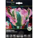 Тюльпан Гринвейв 12/+, 4 шт