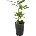 Каштан съедобный 2 года 25 см