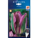 Тюльпан зелёноцветный «Найтрайдер»