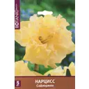 Нарцисс орхидный «Сейлормен»