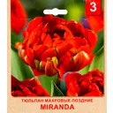 Тюльпан «Miranda» размер луковицы 10/11, 3 шт.