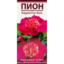 Пион молочноцветковый «Баррингтон Бель», размер луковицы I