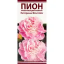 Пион молочноцветковый «Катерина Фонтейн», размер луковицы I