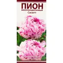 Пион молочноцветковый «Сюзетт», размер луковицы I