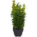 Буксус 13x40 см