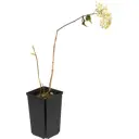 Гортензия грандифлора 2 л h50 см