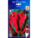 Тюльпан Голливуд 12/+, 10 шт.