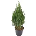 Можжевельник Стрикта Ø19 см h60 см