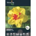 Нарцисс «Эскот 14/16, 3 шт.