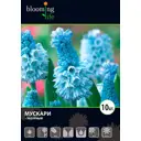 Мускари «Лазурный» 5, 10 шт.