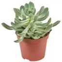 Суккулентный микс 8.5x20 см