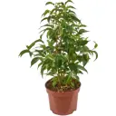 Фикус Бенджамина Наташа 12x30 см