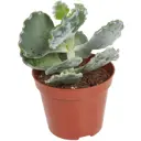 Суккулент микс 8.5x20 см