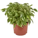 Фикус Бенджамина Кинки 12x27 см