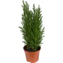 Кипарисовик Элвуди 9x35 см
