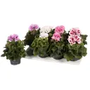 Пеларгония королевская 13x30 см