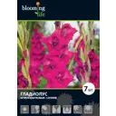 Гладиолус «Кайен»