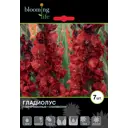 Гладиолус гофрированный «Чамберри»