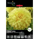 Георгина «Спартакус Йеллоу»