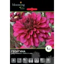 Георгина «Перпл Флейм»