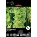 Гладиолус «Грин Флеш»