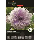 Георгина «Мам с Спешл»