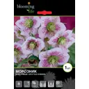 Морозник Споттед Хайбридс