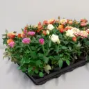Роза Кордана Гранд микс 10x27 см