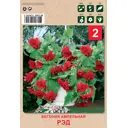 Бегония ампельная Рэд 4/5 2 шт
