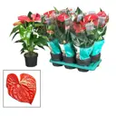 Антуриум Мичиган Ред 17х65 см