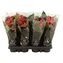 Антуриум Даймонд Ред 9x25 см