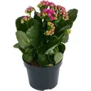 Каланхое Розалина микс 12x25 см