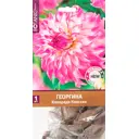 Георгина Колорадо Классик I, 1 шт