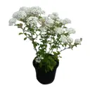 Спирея Вангутта 23x50 см