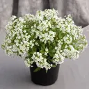 Алиссум микс в кассете, 6 шт.