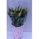 Тюльпаны 17, 15 шт