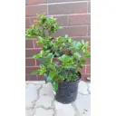 Падуб Мезерва «Хекенфи» 17x25 см