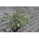 Падуб остролистный «Силвер Квин» 17x25 см