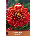 Георгина декоративная Максим I, 1 шт