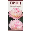 Пионы травянистые Расберри Сандей