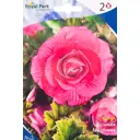 Бегония ампельная «Пинк» 4/5 (PINK)