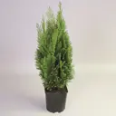 Кипарисовик Лавсона «Элвуди» 9x20 см