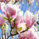 Магнолия «Джордж Генри Керн» 19x40 см