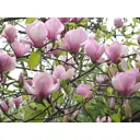 Магнолия «Суланжа» 19x40 см