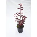 Пузыреплодник калинолист «Олл Блэк» 17.5x30 см