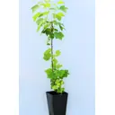 Смородина «Валовая» 1 год 12.5x30-50 см