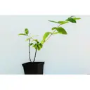 Жимолость «Ленита» 1 год 12.5x30-50 см